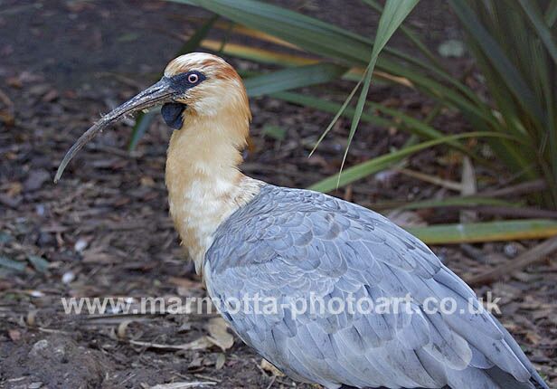 Click to See Next Image