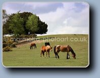 New Forest