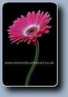 Gerberas