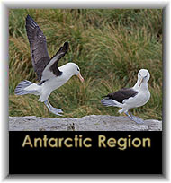 Antarctic Region
