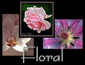 Floral Images