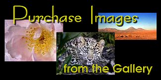Purchase Images
