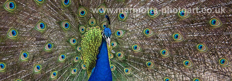 Click to See Next Image