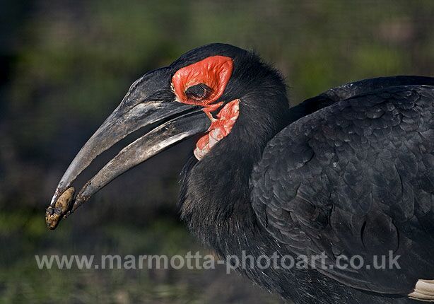 Click to See Next Image