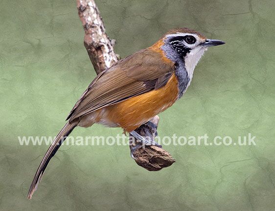 Click to See Next Image