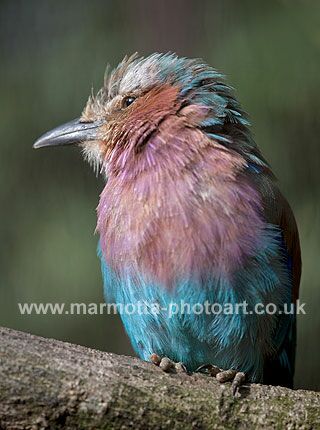 Click to See Next Image