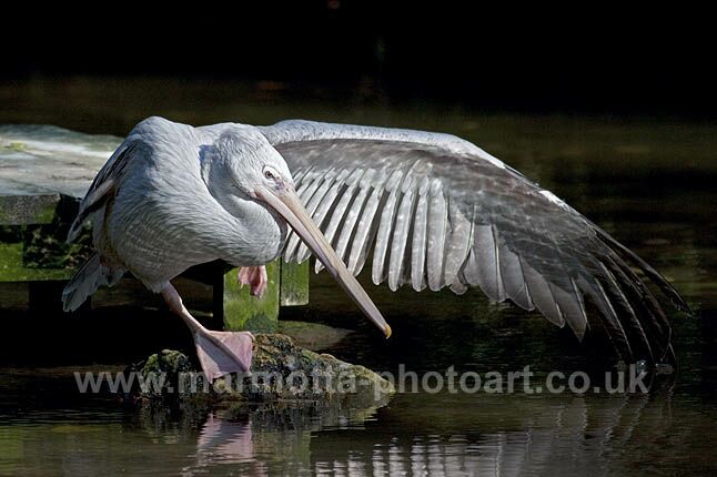 Click to See Next Image