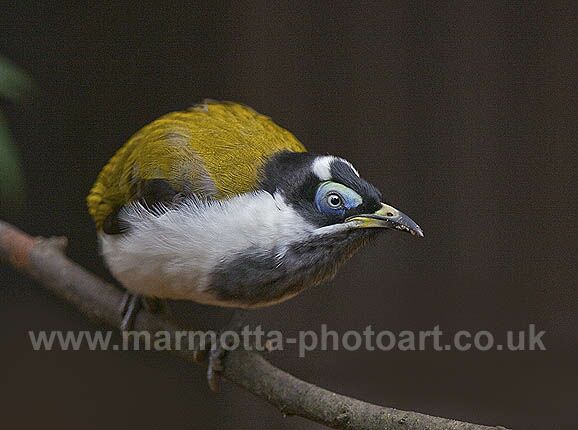 Click to See Next Image