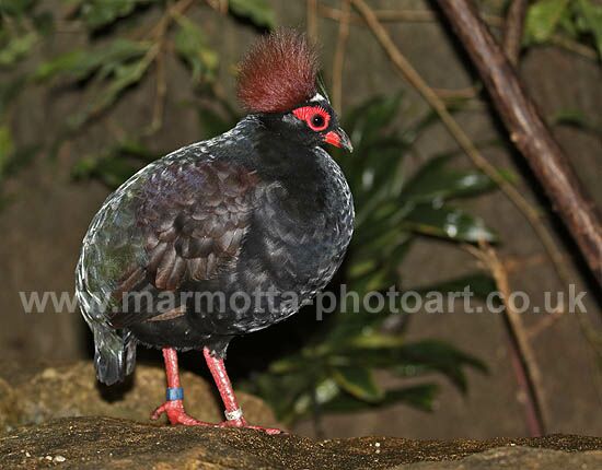 Click to See Next Image