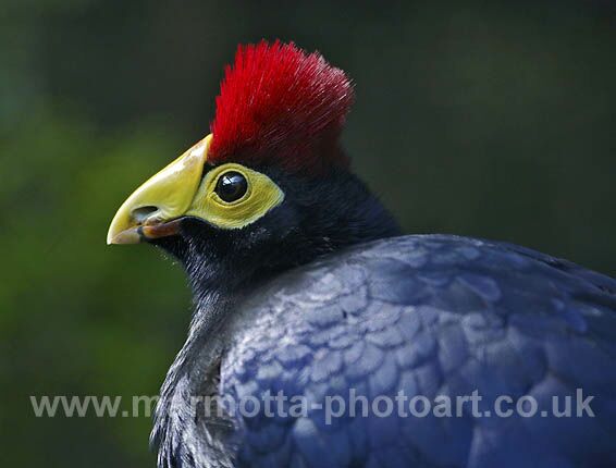 Click to See Next Image