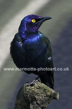 Click to See Next Image