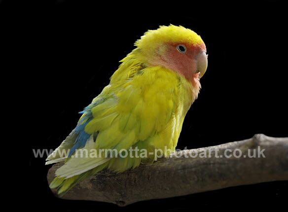 Click to See Next Image