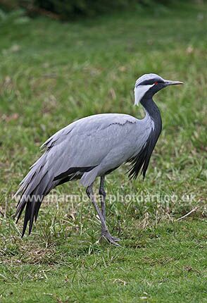 Click to See Next Image