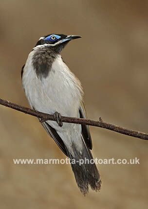 Click to See Next Image