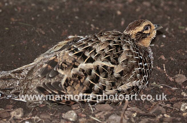 Click to See Next Image