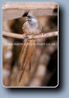 Click to Enlarge