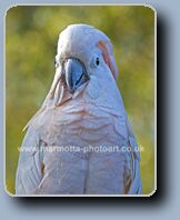 Click to Enlarge