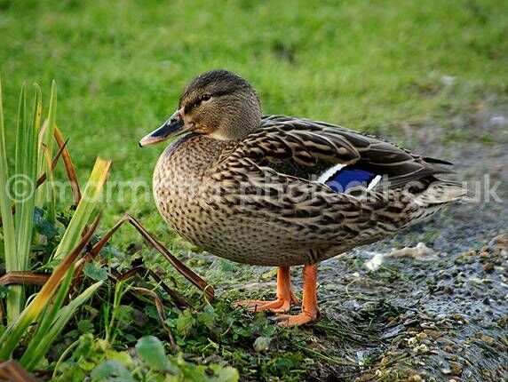 Click to See Next Image