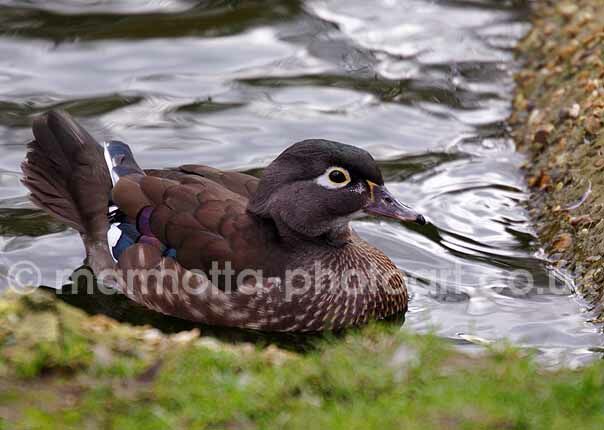 Click to See Next Image