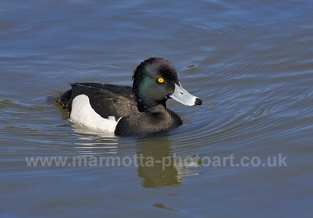 Click to See Next Image