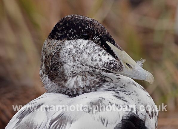 Click to See Next Image