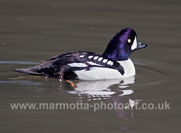 Click to See Next Image