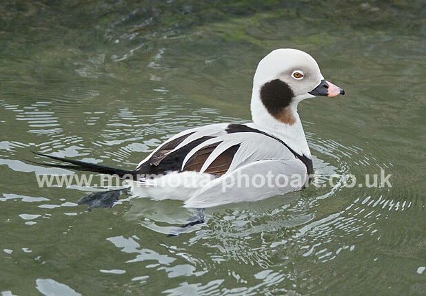 Click to See Next Image