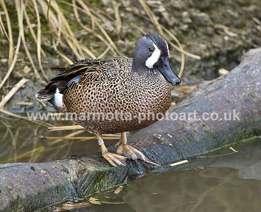 Click to See Next Image