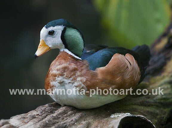 Click to See Next Image