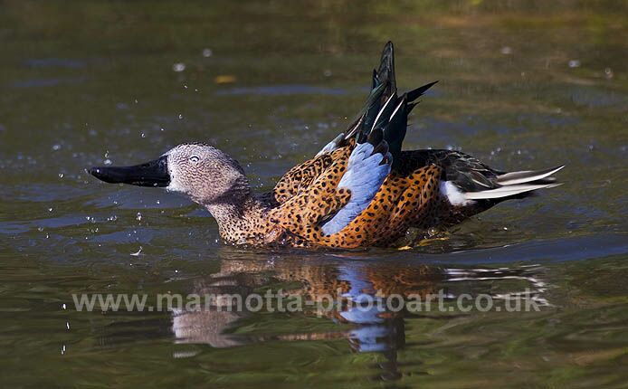 Click to See Next Image