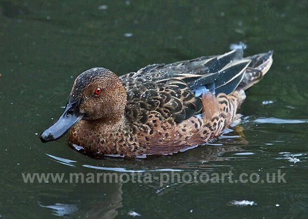 Click to See Next Image