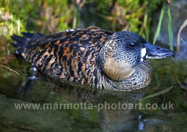 Click to See Next Image