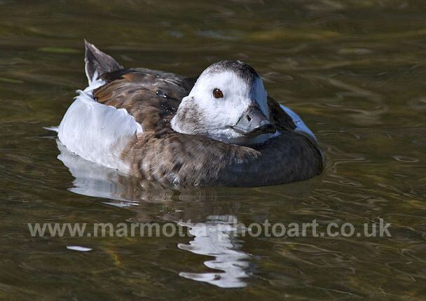 Click to See Next Image