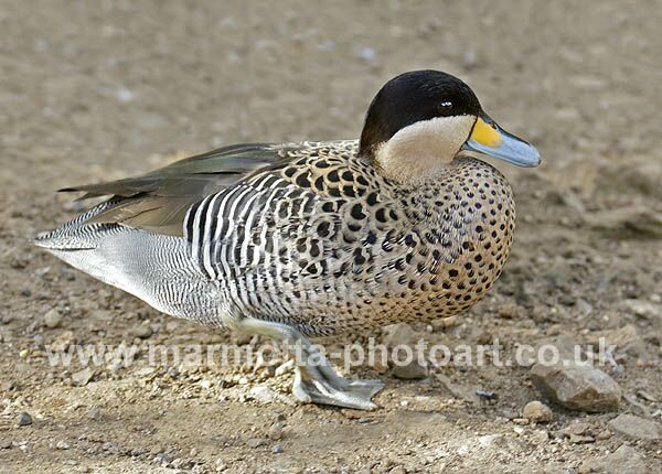 Click to See Next Image