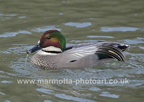 Click to See Next Image