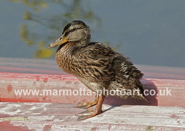 Click to See Next Image