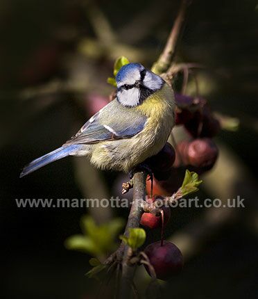 Click to See Next Image