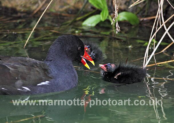 Click to See Next Image