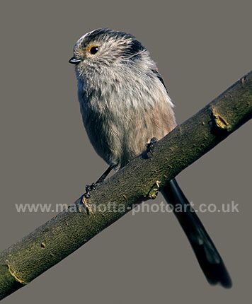 Click to See Next Image