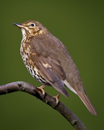 Click to See Next Image