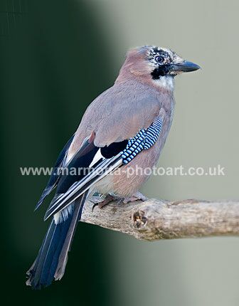 Click to See Next Image