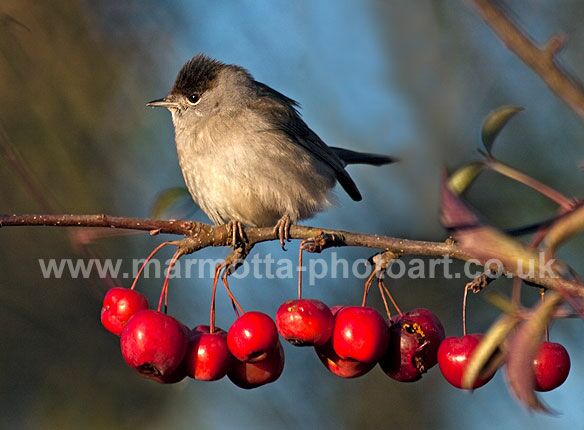 Click to See Next Image