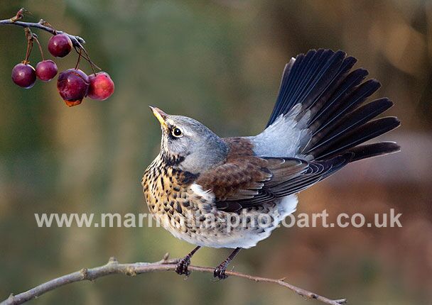 Click to See Next Image