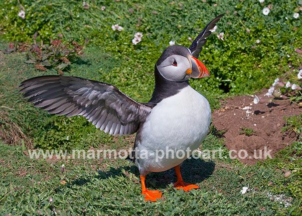 Click to See Next Image