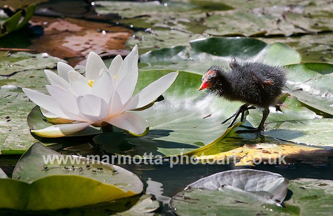 Click to See Next Image