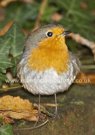 Click to See Next Image