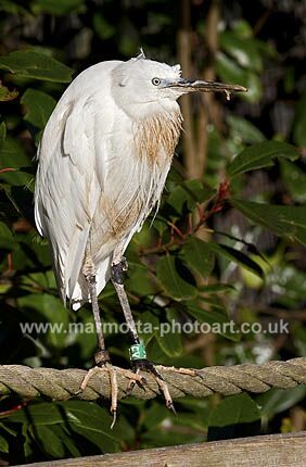 Click to See Next Image