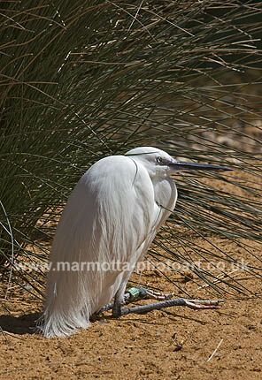 Click to See Next Image