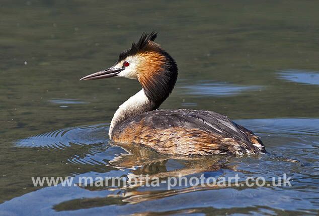 Click to See Next Image