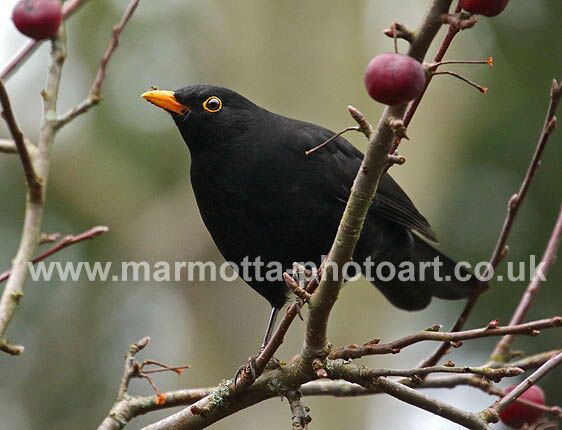 Click to See Next Image